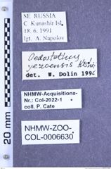 Etiketten zu Oedostethus yezoensis yezoensis (Ôhira, 1973) (NHMW-ZOO-COL-0006630)